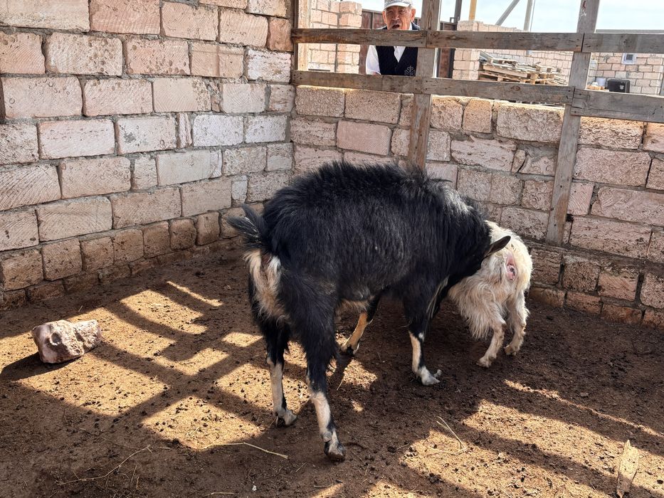 Продается теке (козел) занен