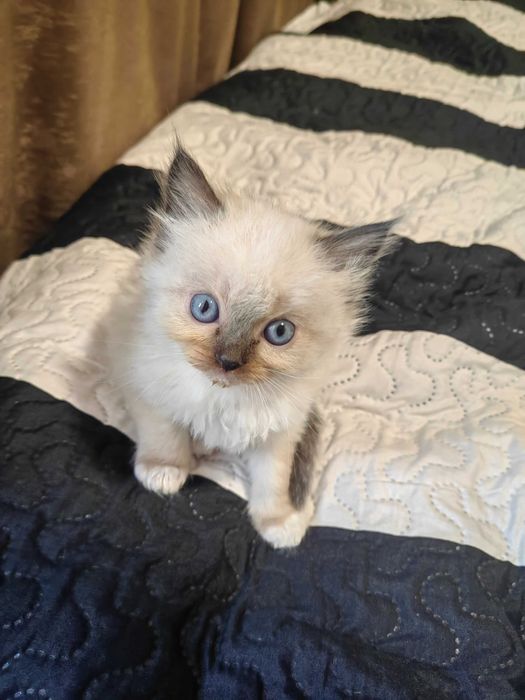 Чистокръвни котенца Ragdoll