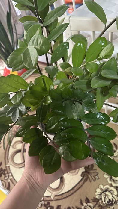 Долларовое дерево