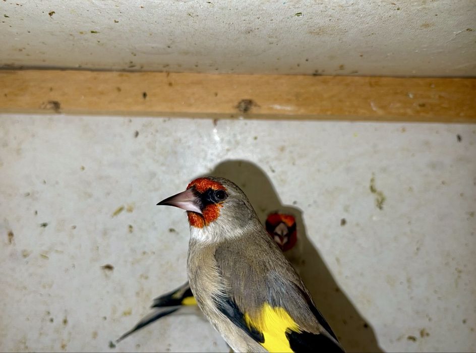 norchi sava sotiladi bishkek