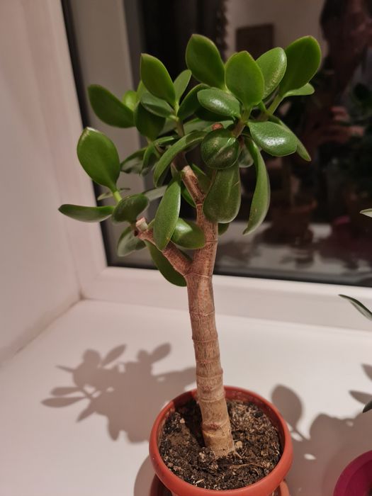 Денеж.дерево очень красивые комнатные цветы.