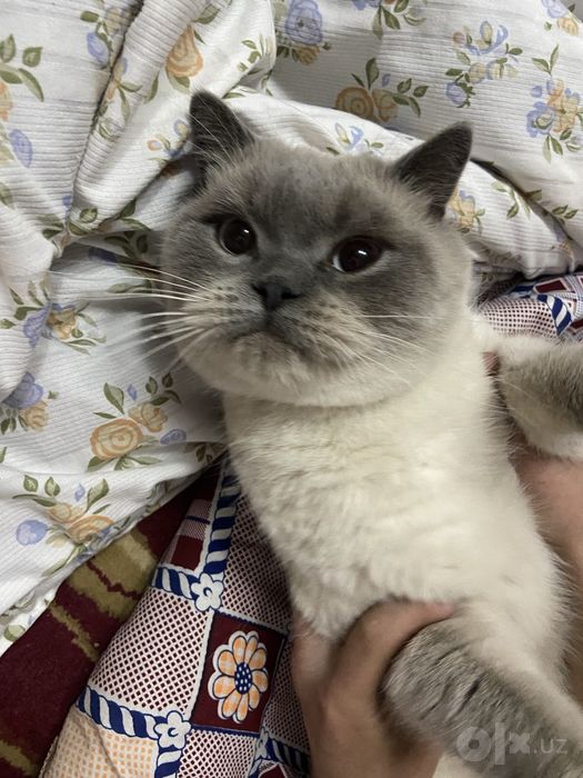 agar muammo bosa shu nomerlarga tel qlasiz. Samarqand xududiga sotilad