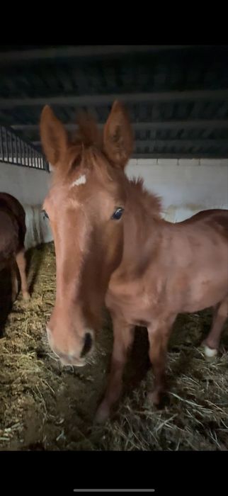 Продам Молодых Кабыл