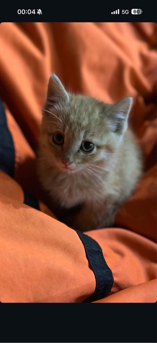 Отдам даром рыжего котенка