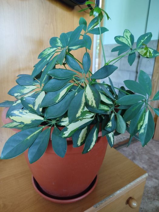 Комнатные растения дом и сад.