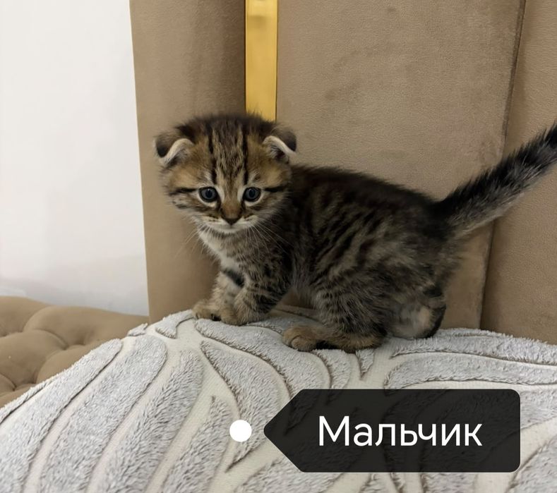 Шотландские котята