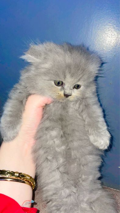 Skottish hayland strayt va fold