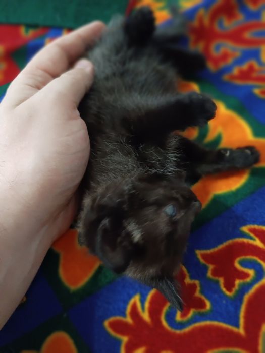 Отдам сереньких котят