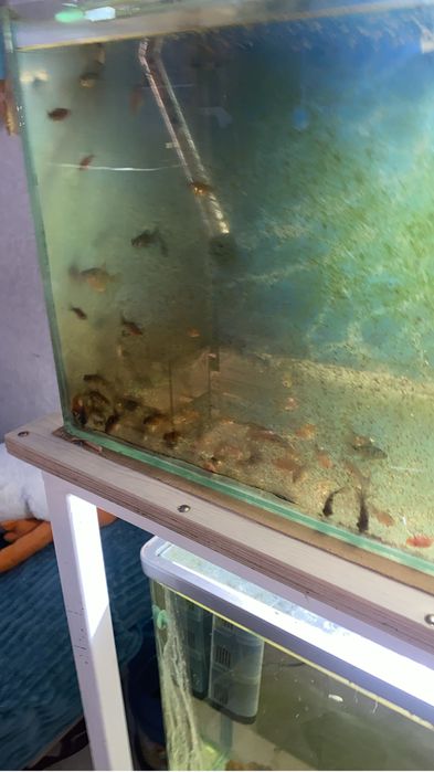 Продаются оранды по приятным ценам