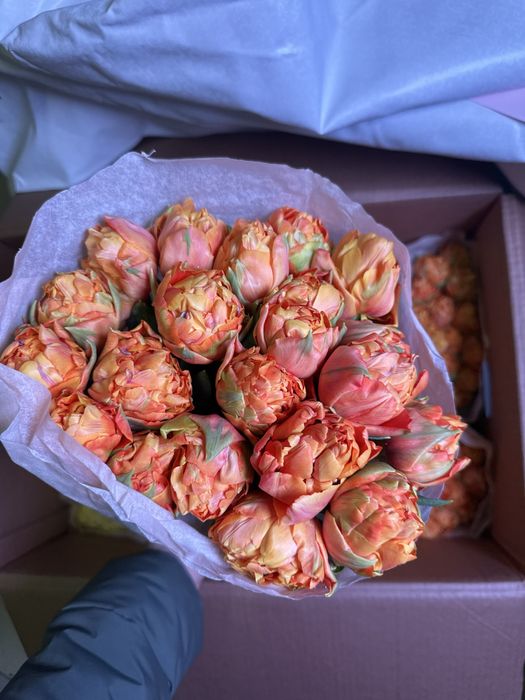 Пионовидные тюльпаны белорусские