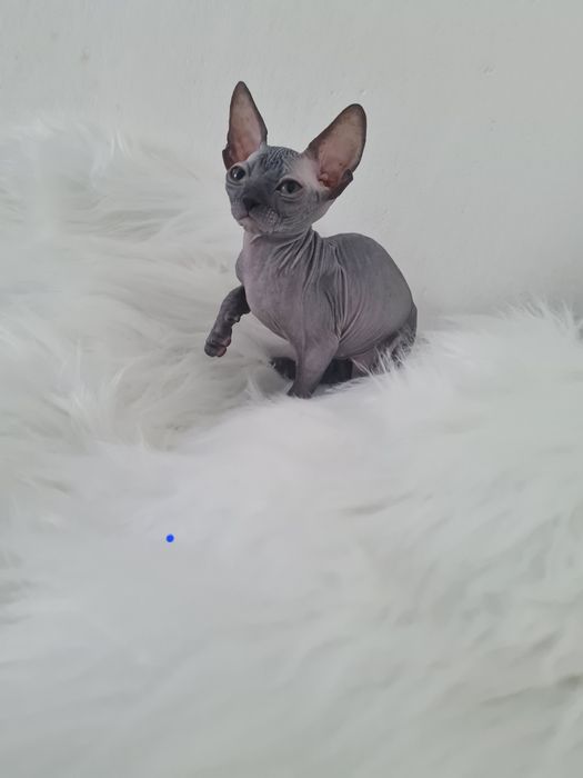 Pisică sphynx mascul blue