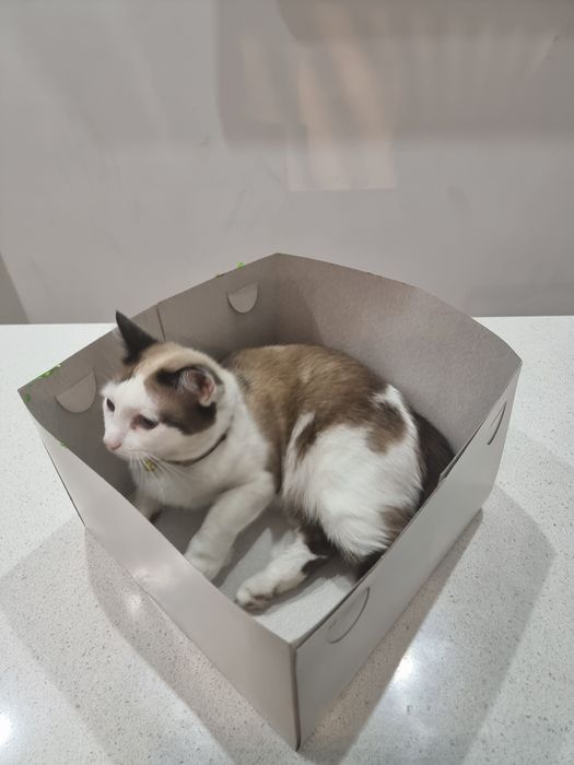 Потеряли кошку по кличке Кэти