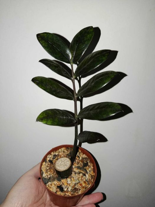 Разные комнатные цветы