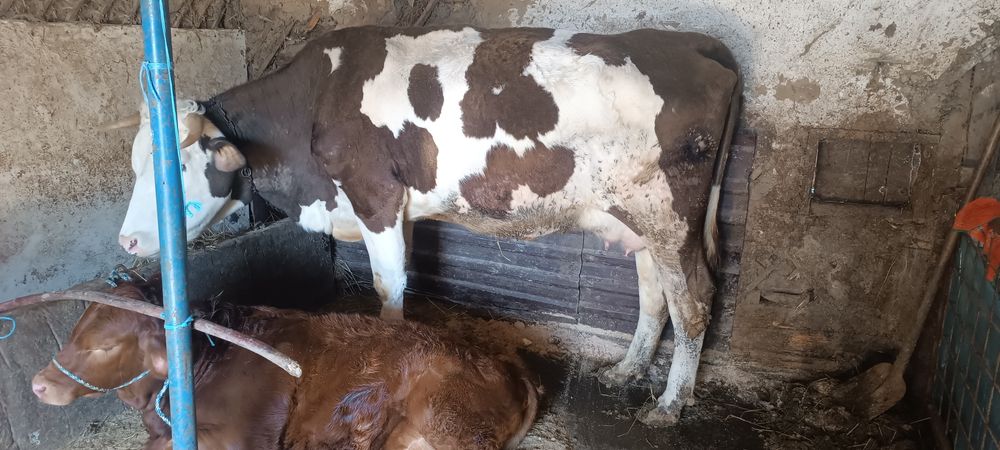 Vaca bălțată cu tot cu vițică de 4 luni