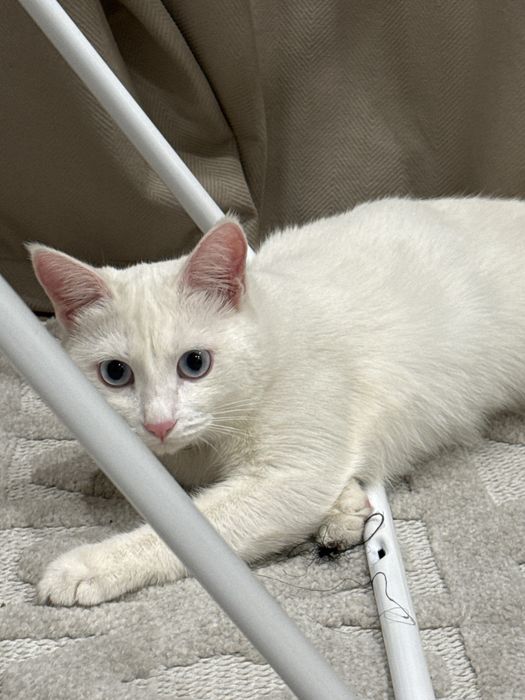 Отдам даром в хорошие руки