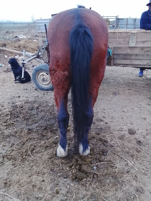 Vând cal de șapte ani