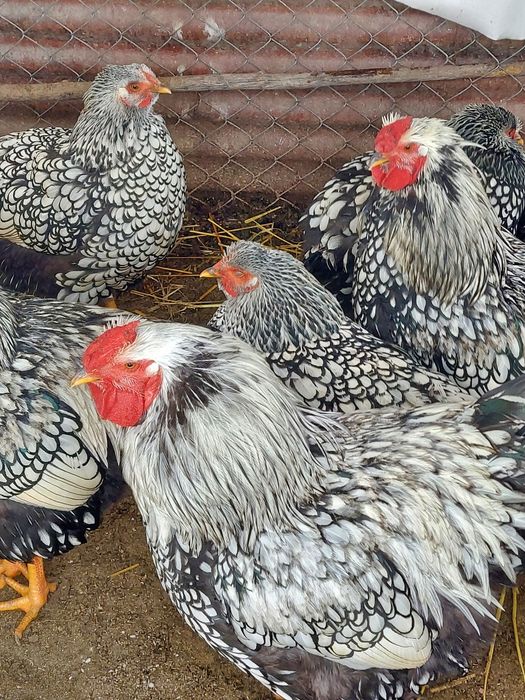 Vând cocoși Wyandotte