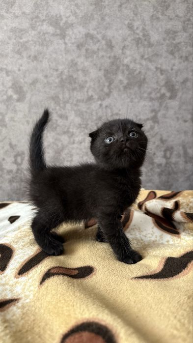 Котята отличной вязки ХайленаФолда и СкотишСтрайт