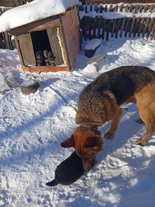 Продаю слбаку авчарка