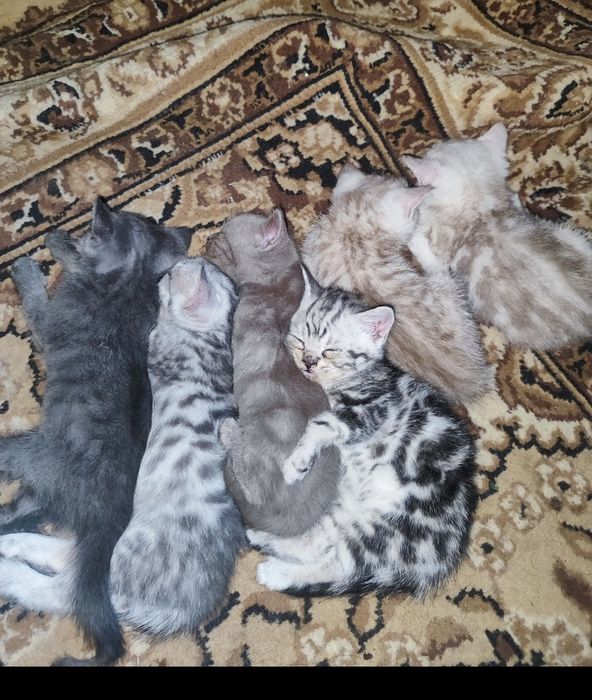 Шатладские котята