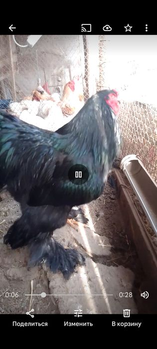 Брама Турция цыплята