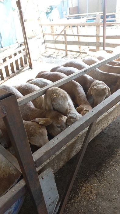 Киргигистон куйлари