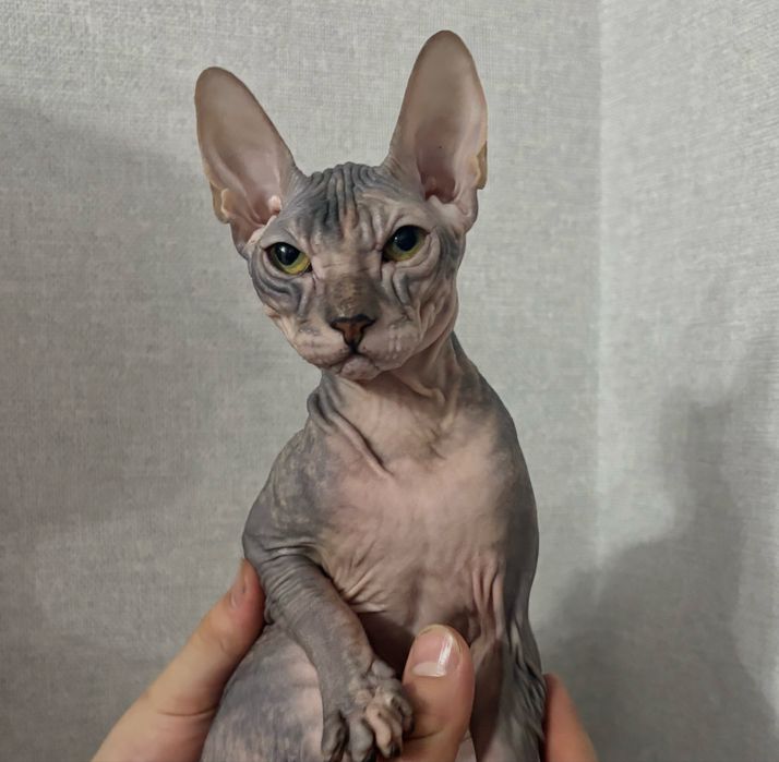 котенок донский сфинкс