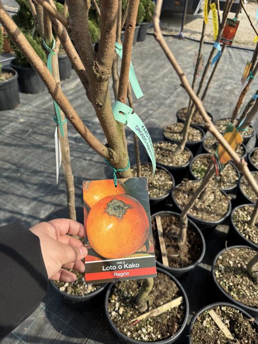 Kaki anul 6 si 7 diferite soiuri