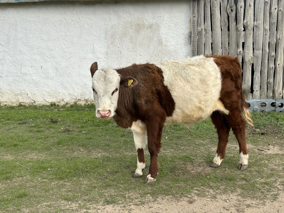 Тай бұқа сатылады