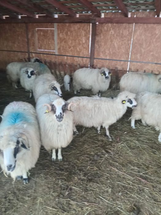 Vând oi breze de Petroșani