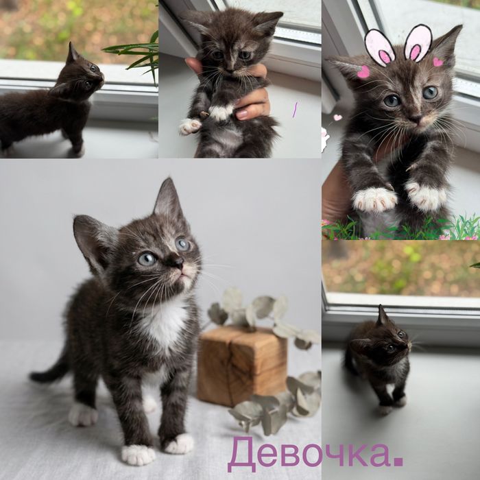 Продам Шотландских котят, породистые.