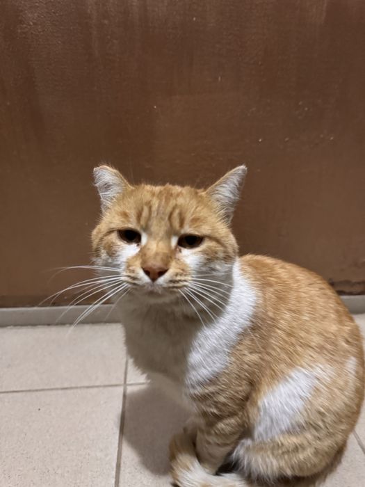 Котик ищет домик