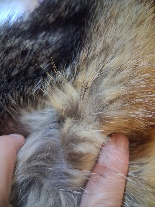 Căciulă blană naturală