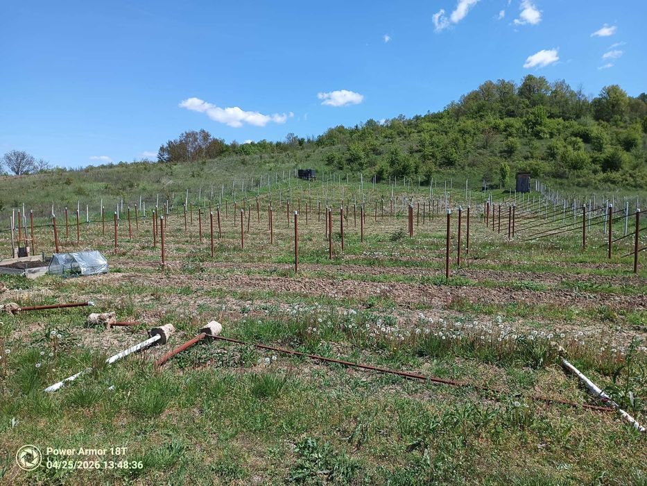 5000 mp Scaesti Dolj