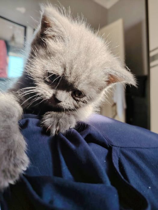 Продаётся сладкая британка