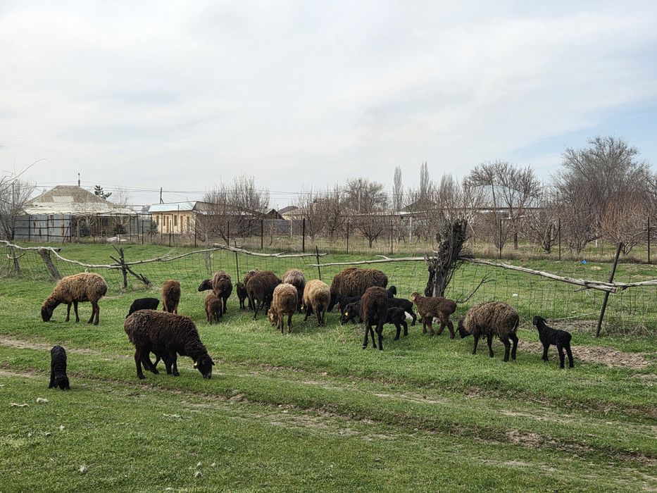 Козылы кой сатылады