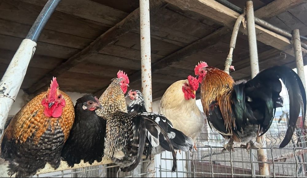 Cocoși americani