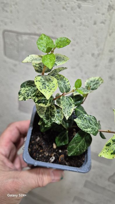 Трахелоспермум Триколор