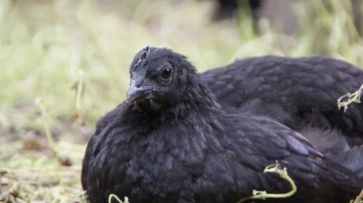 УХЕЙИЛЮЛ ТОЗА ЗОТЛИ Товук Тухамлари Сотилади