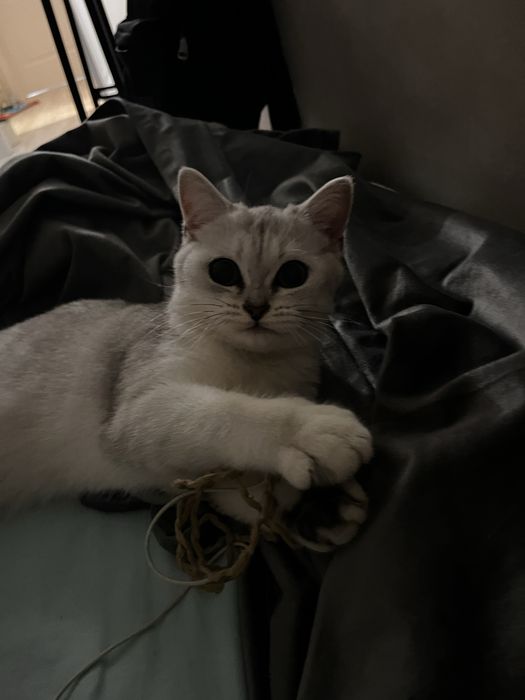 Кот 8 месяцев мальчик