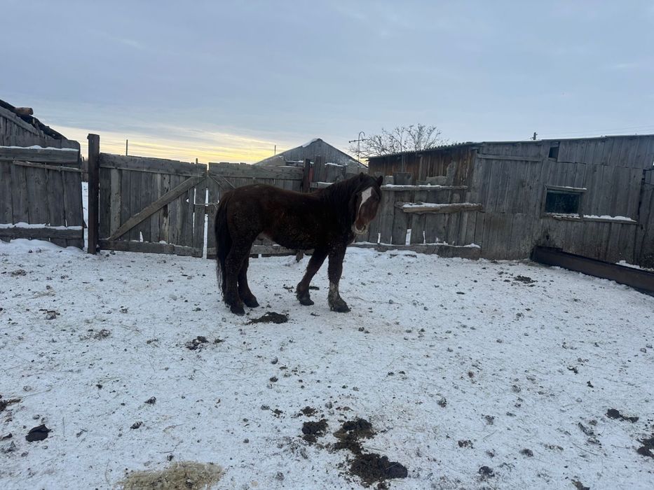 Продам Айгыр тяж