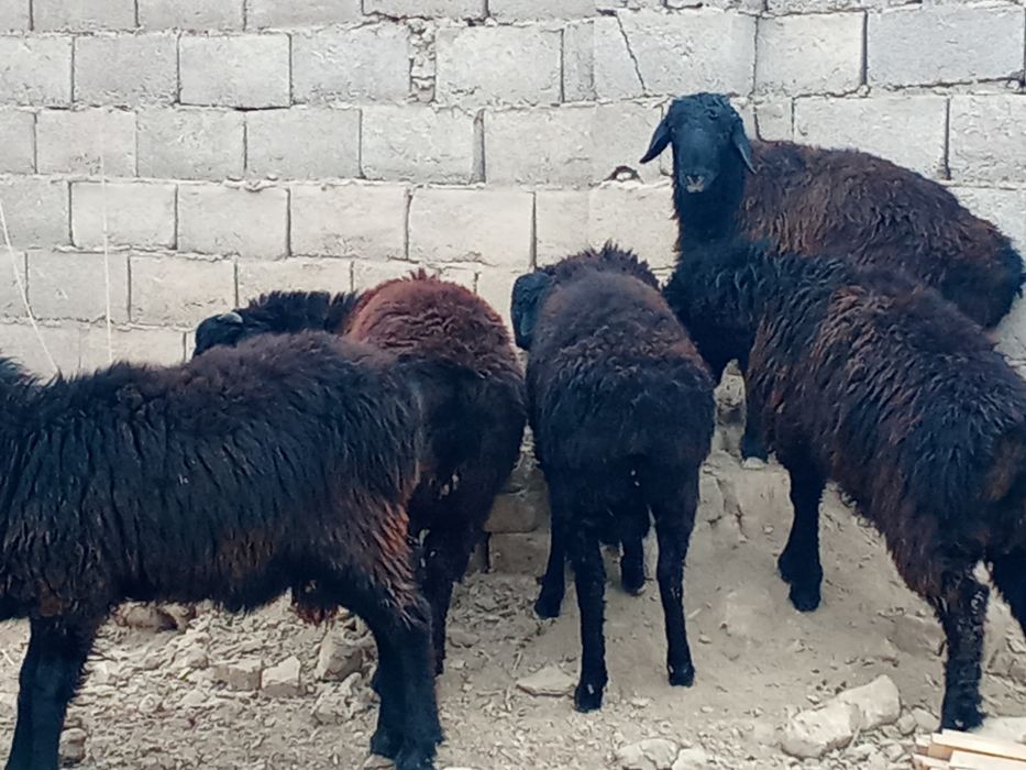 Тоқты қошқарлар сатылады