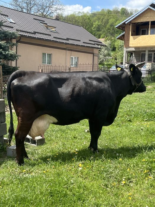 Vand vaca de lapte