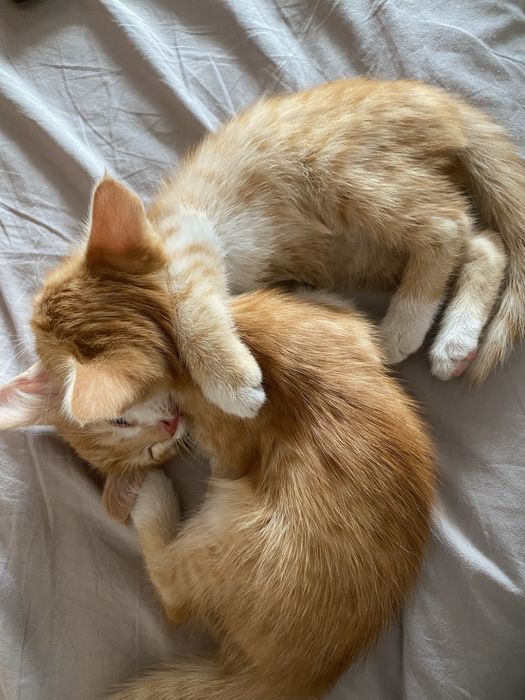 рыжие котята срочноо
