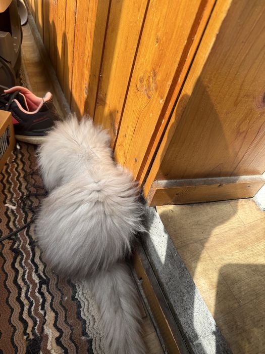 Британска дългокосместна сребърна чинчила