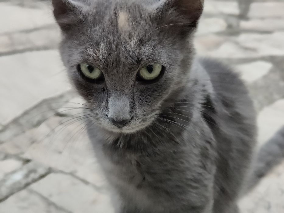 Котенце женско.,