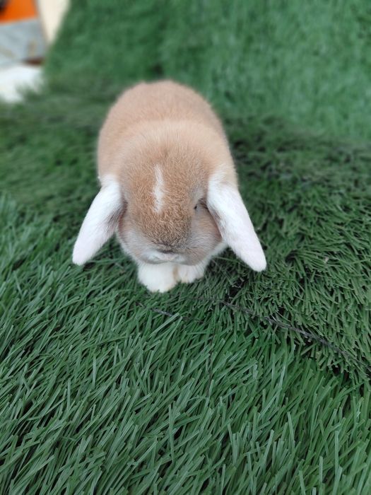 Карлик баран куйчалар совгага болажонларга янги йилга ок кулок ок аёк