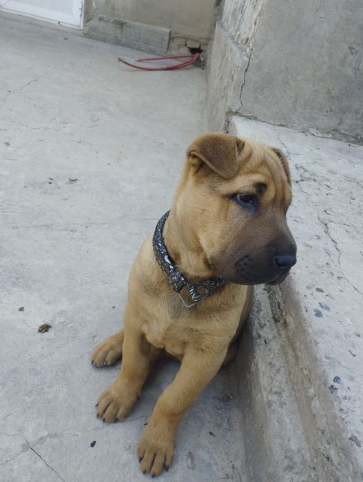 It sotiladi ogil bola