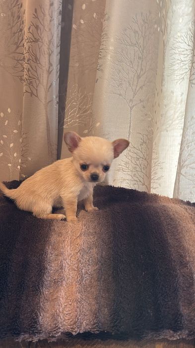 Чихуахуа кучета 2