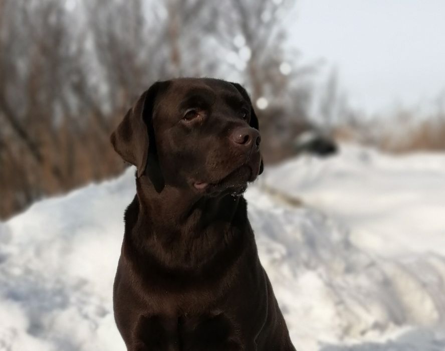 Предлогается кобель